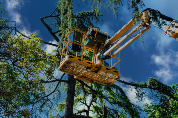 Reliable Germantown, OH Tree Removal Solutions